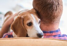 Dogs can smell human stress and detect other signs of tension.