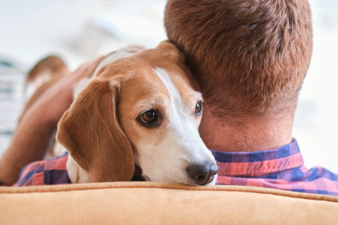 Dogs can smell human stress and detect other signs of tension.