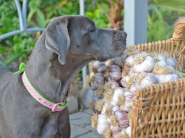 Garlic can be bad for dogs in high doses, or concentrations.