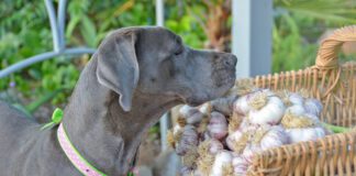 Garlic can be bad for dogs in high doses, or concentrations.