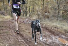 A canicross runner and her dog competing in a crosscountry race.