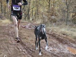 A canicross runner and her dog competing in a crosscountry race.