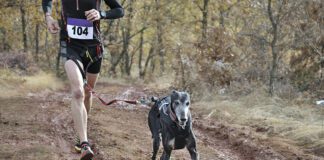 A canicross runner and her dog competing in a crosscountry race.