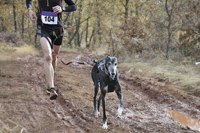 A canicross runner and her dog competing in a crosscountry race.