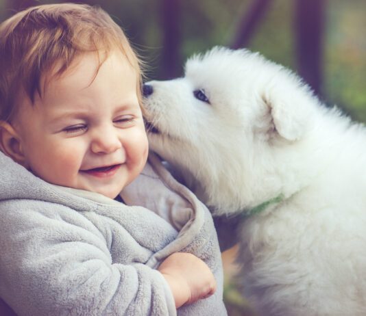 How Much Does It Cost to Own a Dog? The cost of owning a dog can be substantial, but it's worth it in companionship.