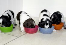 Puppies can start eating hard food in between 3 and 4 weeks old.