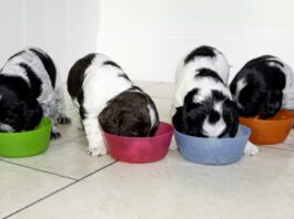 Puppies can start eating hard food in between 3 and 4 weeks old.