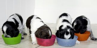 Puppies can start eating hard food in between 3 and 4 weeks old.