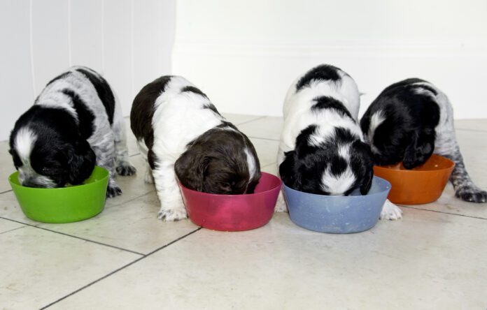 Puppies can start eating hard food in between 3 and 4 weeks old.