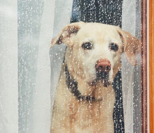 Weathering Storms With Your Dog Being prepared can save both you and your dog during an emergency.