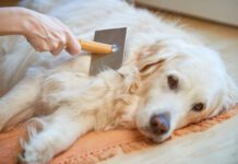 Dandruff in dogs can respond to natural treatments like improved nutrition and grooming.