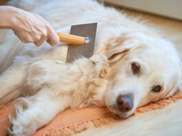 Dandruff in dogs can respond to natural treatments like improved nutrition and grooming.