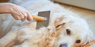 Dandruff in dogs can respond to natural treatments like improved nutrition and grooming.