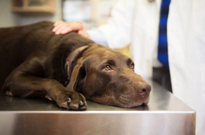 Hypoglycemia in dogs causes lethargy and weakness.