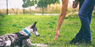 A dog understands more of the spoken word than we might initially think.