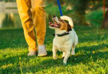 Knowing how to teach a dog to heel can help keep your dog safe.