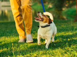 Knowing how to teach a dog to heel can help keep your dog safe.