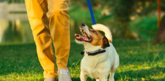 Knowing how to teach a dog to heel can help keep your dog safe.