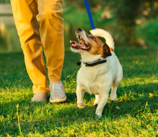 Knowing how to teach a dog to heel can help keep your dog safe.