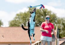 Dock diving incorporates toy retrieval along with diving and swimming.