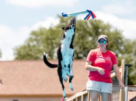 Dock diving incorporates toy retrieval along with diving and swimming.