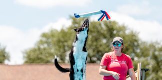 Dock diving incorporates toy retrieval along with diving and swimming.