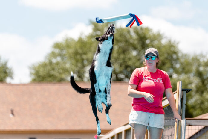 Dock diving incorporates toy retrieval along with diving and swimming.