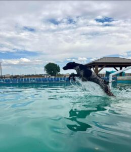 Diving for distance is a competitive metric in dock diving