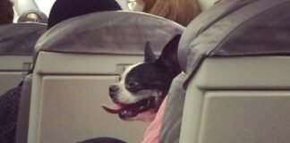 A animal rides in a cabin with their owner.