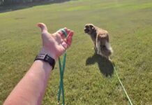 Long line training allows dogs room to explore without pulling their owners around.