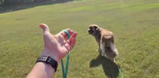 Long line training allows dogs room to explore without pulling their owners around.