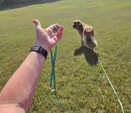 Long line training allows dogs room to explore without pulling their owners around.