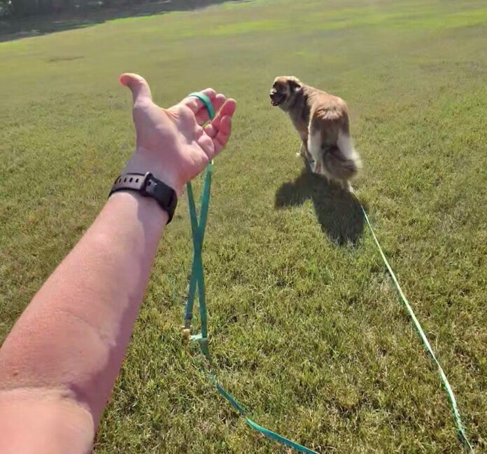 Long line training allows dogs room to explore without pulling their owners around.