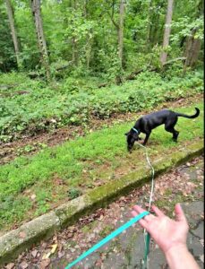 This dog is taking advantage of its long line training to explore and sniff.