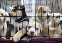 Unplanned litters are a major strain on animal shelters.