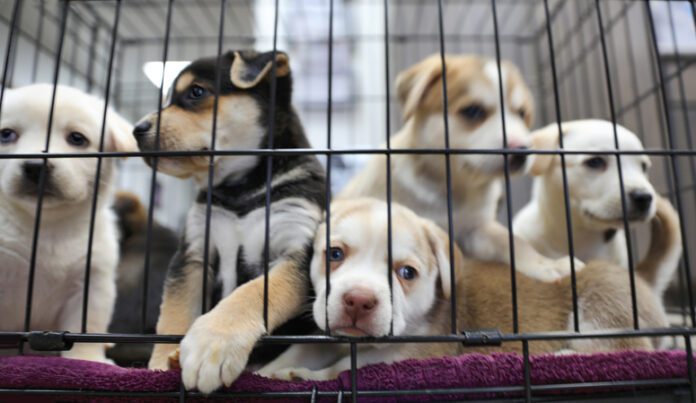 Unplanned litters are a major strain on animal shelters.