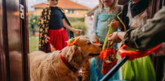 A golden retriever in a pumpkin cap goes trick or treating door to door with a pair of kids.