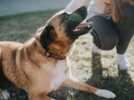 Helping a dog adjust to a new home is best accomplished with patience, clear guidance, and plenty of affection.