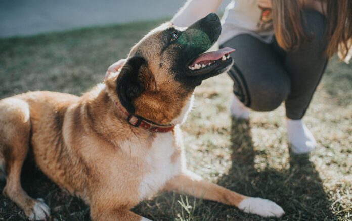 Helping a dog adjust to a new home is best accomplished with patience, clear guidance, and plenty of affection.