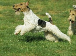 Miniature Schnauzers have a genetic marker that makes them more predisposed to throw up undigested food.