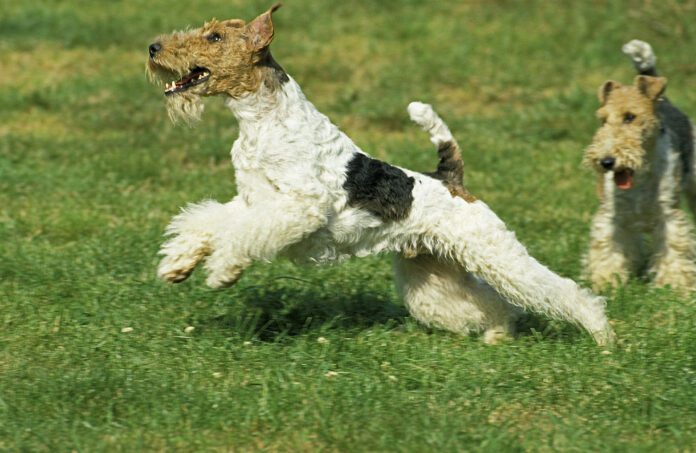 Miniature Schnauzers have a genetic marker that makes them more predisposed to throw up undigested food.