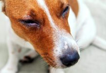 Swollen runny eyes are one way to identify a dog allergic reaction.