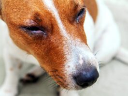 Swollen runny eyes are one way to identify a dog allergic reaction.