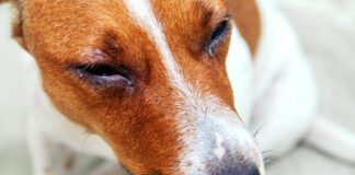 Swollen runny eyes are one way to identify a dog allergic reaction.