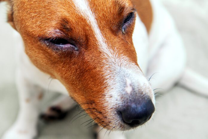 Swollen runny eyes are one way to identify a dog allergic reaction.