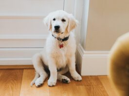 Potty training a puppy in an apartment is a challenge due to how long it takes to get outdoors.