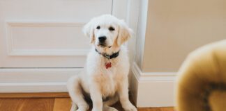 Potty training a puppy in an apartment is a challenge due to how long it takes to get outdoors.