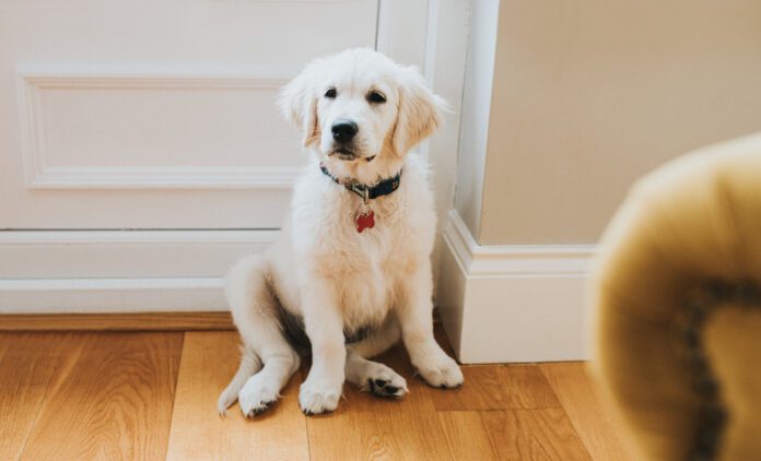 Potty training a puppy in an apartment is a challenge due to how long it takes to get outdoors.