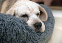 Liver cancer in dogs is a slow process that requires you to pay attention to your dog's quality of life.