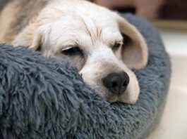 Liver Cancer in Dogs Liver cancer in dogs is a slow process that requires you to pay attention to your dog's quality of life.